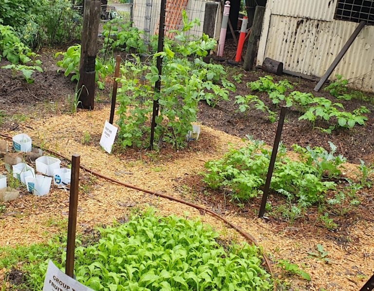 Growing Veggies For Summer Switch Your Thinking Growing veggies for summer switch your thinking