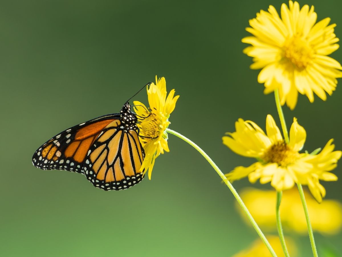 butterfly on a yellow flower