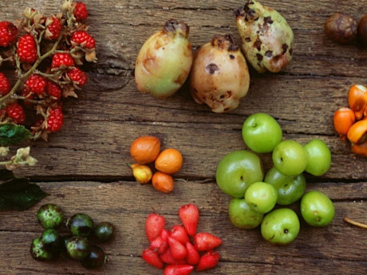 variations of bush food