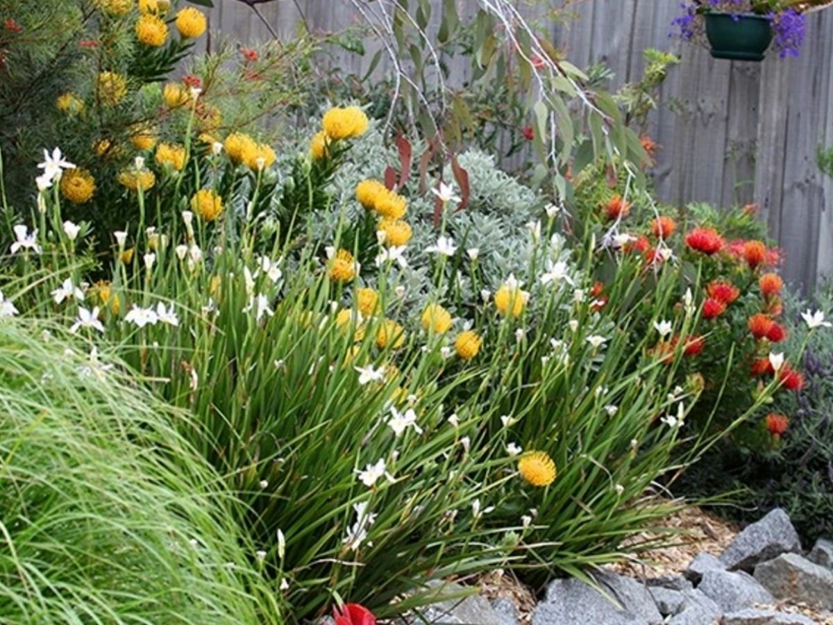 yellow and white flowers in the garden