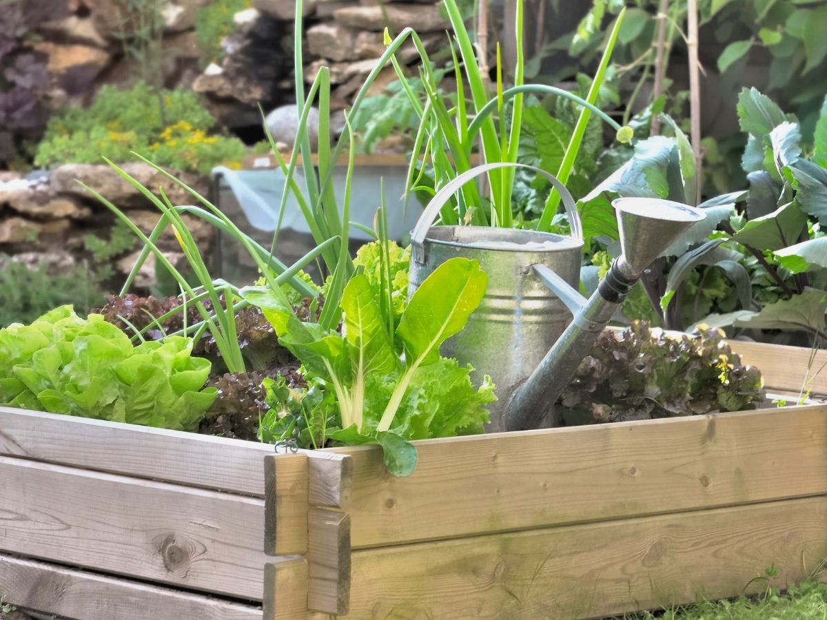 vegetable garden with a watering can